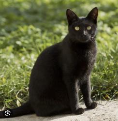 Lost Female Cat last seen Holly and Concorde, El Segundo, CA 90245