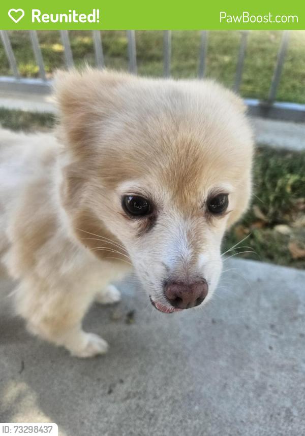 Reunited Unknown Dog last seen Saticoy and farralone, Los Angeles, CA 91304