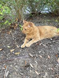 Found/Stray Unknown Cat last seen Near Darby Park, Inglewood, CA 90305