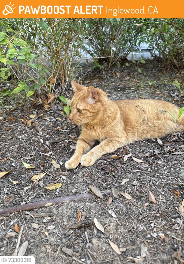 Found/Stray Unknown Cat last seen Near Darby Park, Inglewood, CA 90305
