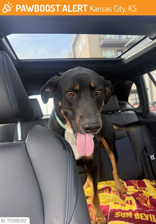Found/Stray Male Dog last seen N 110th st and Parallel Pkwy, Kansas City, KS 66109