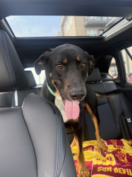 Found/Stray Male Dog last seen N 110th st and Parallel Pkwy, Kansas City, KS 66109