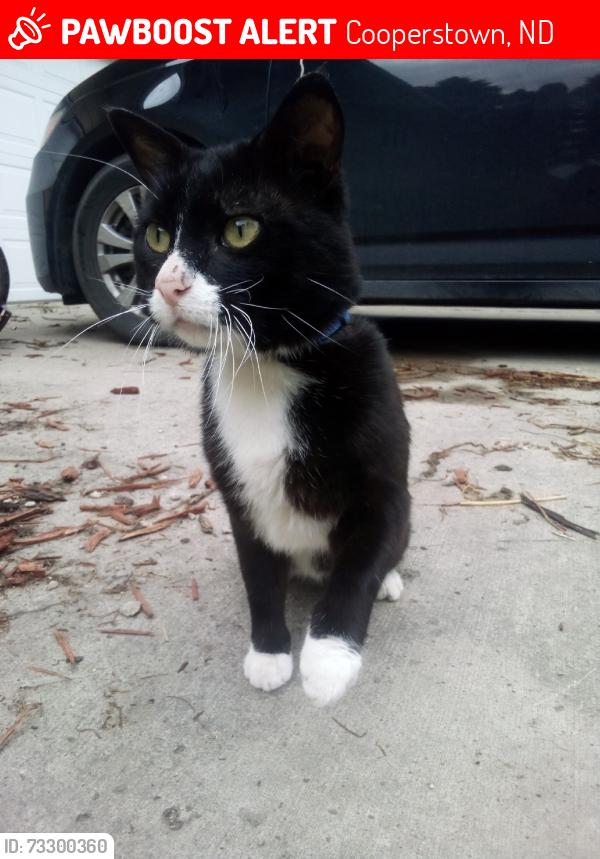 Lost Male Cat last seen Cooperstown, Cooperstown, ND 58425