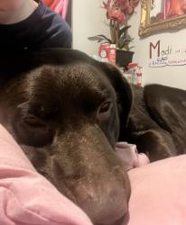 Reunited Male Dog last seen Pleasant hope rd, Silver Creek, GA 30173