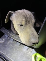 Shelter Stray Male Dog last seen S Locan Ave & E Mountain View Ave, Selma Zone Fresno CO 3 93662, CA, 1510 W Dan Ronquillo Dr, Fresno, CA 93706, USA
