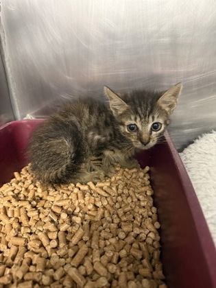 Shelter Stray Female Cat last seen Near River road, Vanceboro,, 1639 Old Airport Rd, New Bern, NC 28562, USA