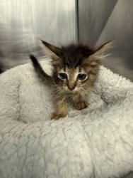 Shelter Stray Female Cat last seen Near River road, Vanceboro,, 1639 Old Airport Rd, New Bern, NC 28562, USA