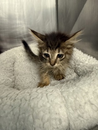 Shelter Stray Female Cat last seen Near River road, Vanceboro,, 1639 Old Airport Rd, New Bern, NC 28562, USA