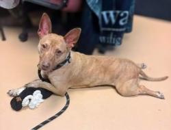 Shelter Stray Male Dog last seen Near Parklake Drive NE Atlanta Georgia 30345, 30345, GA, 3280 Chamblee Dunwoody Rd, Chamblee, GA 30341, USA