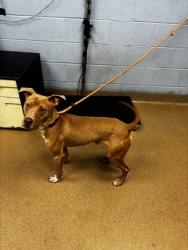Shelter Stray Male Dog last seen Near Colonial Way, Atlanta, GA 30341, 30341, GA, 3280 Chamblee Dunwoody Rd, Chamblee, GA 30341, USA