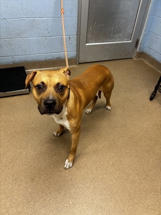 Shelter Stray Male Dog last seen , , GA, 3280 Chamblee Dunwoody Rd, Chamblee, GA 30341, USA