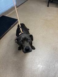 Shelter Stray Male Dog last seen Near Redan Rd, Stone Mountain, GA 30088, 30088, GA, 3280 Chamblee Dunwoody Rd, Chamblee, GA 30341, USA