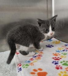 Shelter Stray Female Cat last seen Near N Morley St, 21229, MD, 2490 Giles Rd, Baltimore, MD 21225, USA