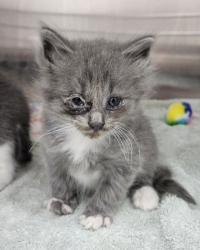 Shelter Stray Female Cat last seen Near N Morley St, 21229, MD, 2490 Giles Rd, Baltimore, MD 21225, USA