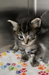 Shelter Stray Male Cat last seen Near N Morley St, 21229, MD, 2490 Giles Rd, Baltimore, MD 21225, USA