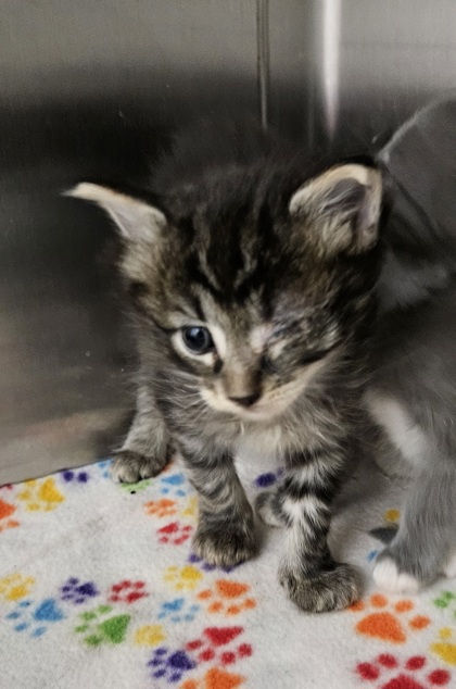 Shelter Stray Male Cat last seen Near N Morley St, 21229, MD, 2490 Giles Rd, Baltimore, MD 21225, USA