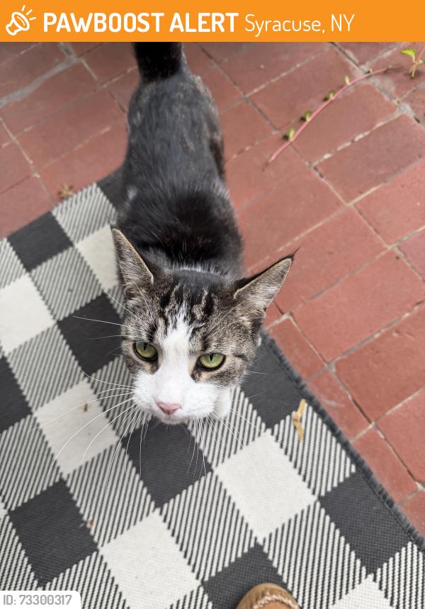 Found/Stray Unknown Cat last seen Corner of Bryant Ave and Burnet Park Drive, Syracuse, NY 13204
