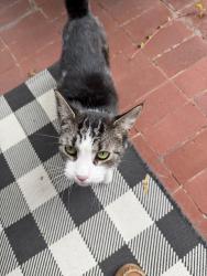 Found/Stray Unknown Cat last seen Corner of Bryant Ave and Burnet Park Drive, Syracuse, NY 13204