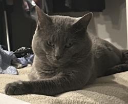 Lost Male Cat last seen Extended Stay Suites, Waco, TX 76712