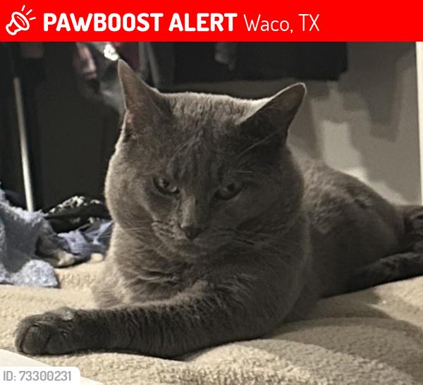 Lost Male Cat last seen Extended Stay Suites, Waco, TX 76712