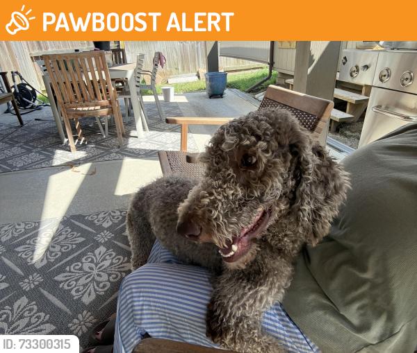 Found/Stray Female Dog last seen Lakemont neighborhood, Fort Bend County, TX 77407