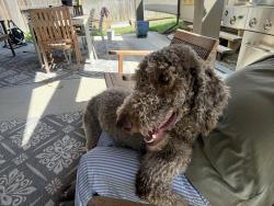 Found/Stray Female Dog last seen Lakemont neighborhood, Fort Bend County, TX 77407