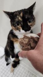Lost Female Cat last seen Riverwoods apmts of Fredericksburg, Fredericksburg, VA 22401