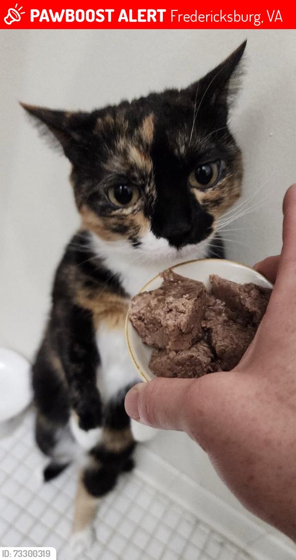 Lost Female Cat last seen Riverwoods apmts of Fredericksburg, Fredericksburg, VA 22401