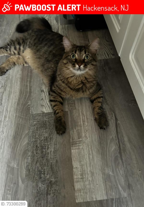 Lost Male Cat last seen Summit ave, Sutton ave, Marvin ave, Parker ave, near fanny mayor hillers elementary, cvs at polify rd, Hackensack, NJ 07601