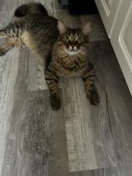 Lost Male Cat last seen Summit ave, Sutton ave, Marvin ave, Parker ave, near fanny mayor hillers elementary, cvs at polify rd, Hackensack, NJ 07601