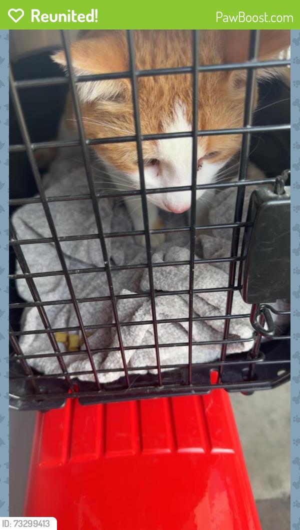 Reunited Male Cat last seen Ducketts common park, Harringay Ladder, England N8 0HU