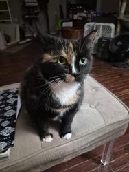 Reunited Female Cat last seen Near 173A Ave Edmonton, Edmonton, AB T5X 6C5