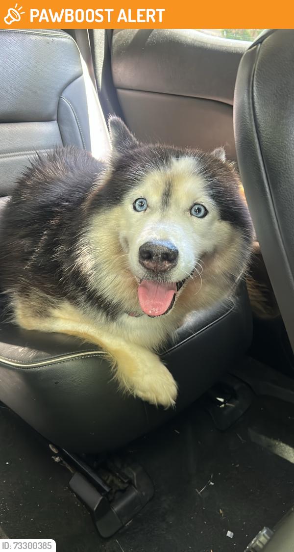 Found/Stray Unknown Dog last seen Church lane, Upper Darby Township, PA 19082
