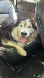 Found/Stray Unknown Dog last seen Church lane, Upper Darby Township, PA 19082