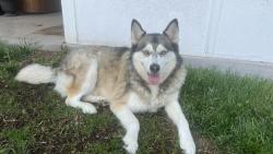 Reunited Female Dog last seen Near E 117th Cir, Denver, CO 80233, USA, Denver, CO 80233