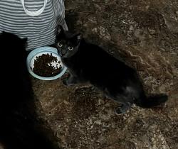 Lost Female Cat last seen Buffalo St, White Haven, PA 18661