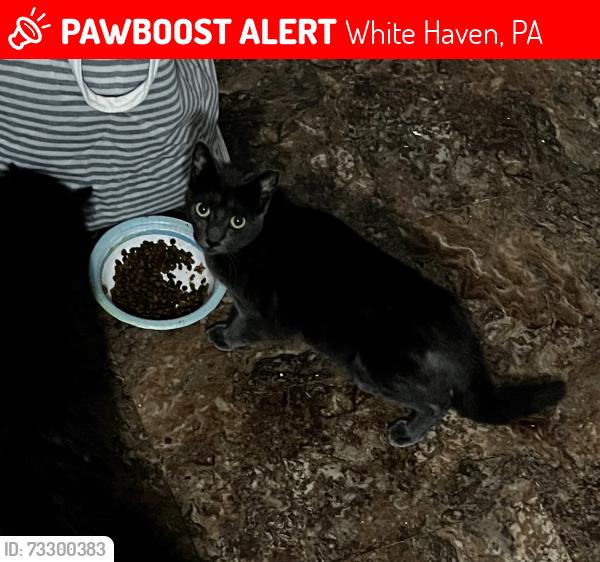 Lost Female Cat last seen Buffalo St, White Haven, PA 18661