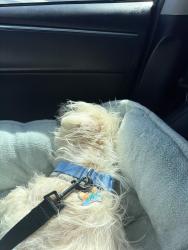 Reunited Male Dog last seen Freeman Ave and 159th St, Stop sign, Lawndale, CA 90260