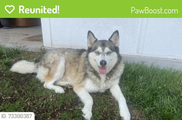 Reunited Female Dog last seen Near E 117th Cir, Denver, CO 80233, USA, Denver, CO 80233