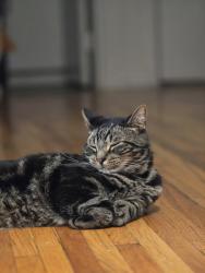 Shelter Stray Male Cat last seen Outside of ACC, NEW YORK, NY, 10029, 326 E 110th St, New York, NY 10029, USA