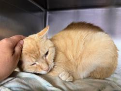 Shelter Stray Male Cat last seen Schieffelin Place, BRONX, NY, 10466, 326 E 110th St, New York, NY 10029, USA