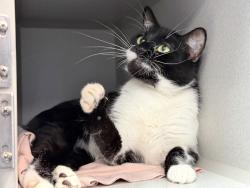 Shelter Stray Female Cat last seen Near Paladino Avenue, NEW YORK, NY, 10035, 326 E 110th St, New York, NY 10029, USA