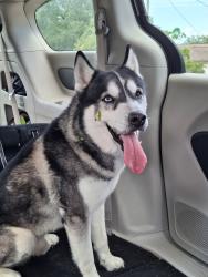Reunited Male Dog last seen Mariner Blvd between Santee and Oneida street, Spring Hill, FL 34609