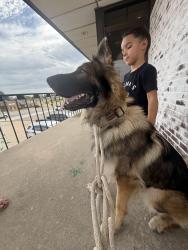 Reunited Male Dog last seen Nw 52nd and Portland, Oklahoma City, OK 73112