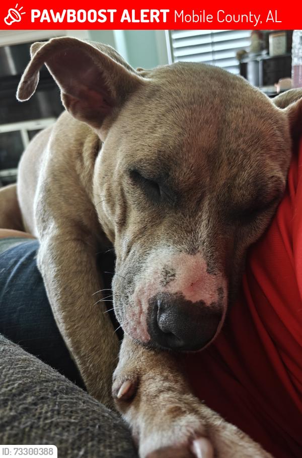 Lost Female Dog last seen Brannon Rd-Old Howells Ferry, Mobile County, AL 36587