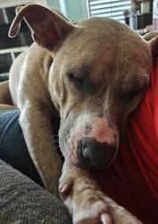 Lost Female Dog last seen Brannon Rd-Old Howells Ferry, Mobile County, AL 36587