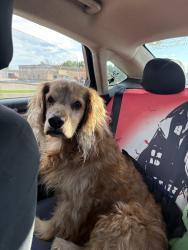 Reunited Female Dog last seen Wellington, CO 80549, USA, Wellington, CO 80549