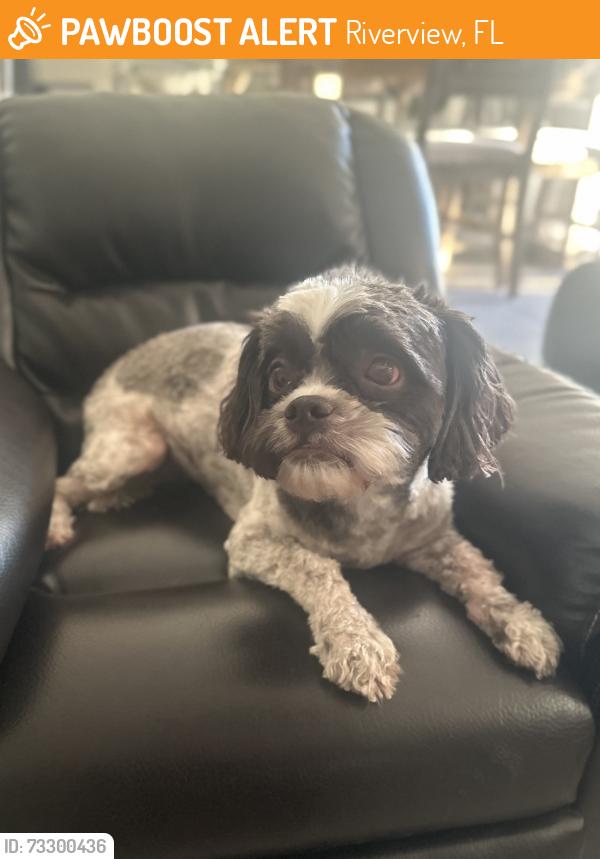 Found/Stray Female Dog last seen Balm boyette and 672, Riverview, FL 33579