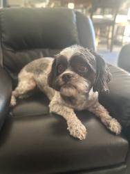 Found/Stray Female Dog last seen Balm boyette and 672, Riverview, FL 33579