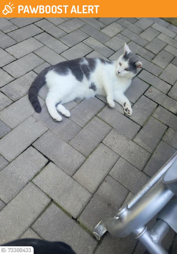 Found/Stray Unknown Cat last seen Hurffville Rd., Washington Township, NJ 08012